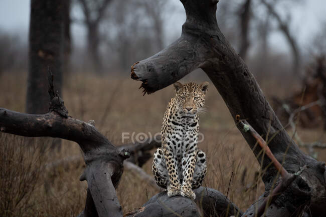 Un leopardo, Panthera pardus, sentado sobre un árbol caído - foto de stock