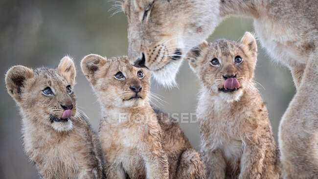 Cachorros leones, Panthera leo, sentados juntos y mirando a su madre - foto de stock