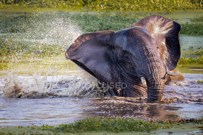 Un elefante, Loxodonta africana, nadando en un pozo de agua - foto de stock