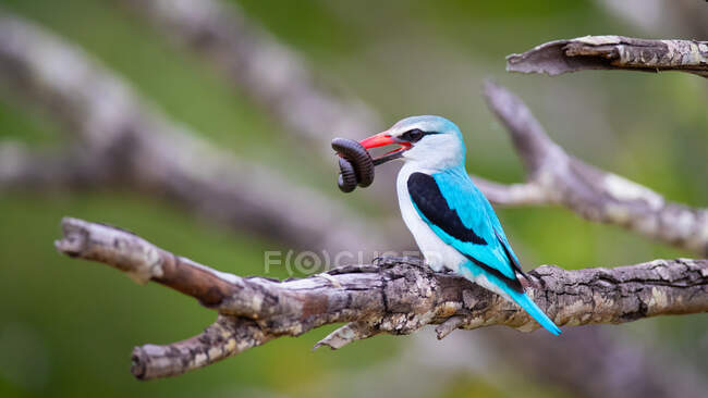 A woodland kingfisher, Halcyon senegalensis, sitting on a branch with an insect in its beak — Stock Photo
