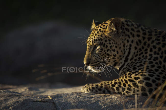 O perfil lateral de um leopardo, Panthera pardus, em luz suave — Fotografia de Stock