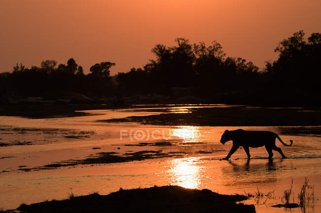 Uma leoa, Panthera leo, atravessando um rio ao pôr-do-sol, silhueta. — Fotografia de Stock