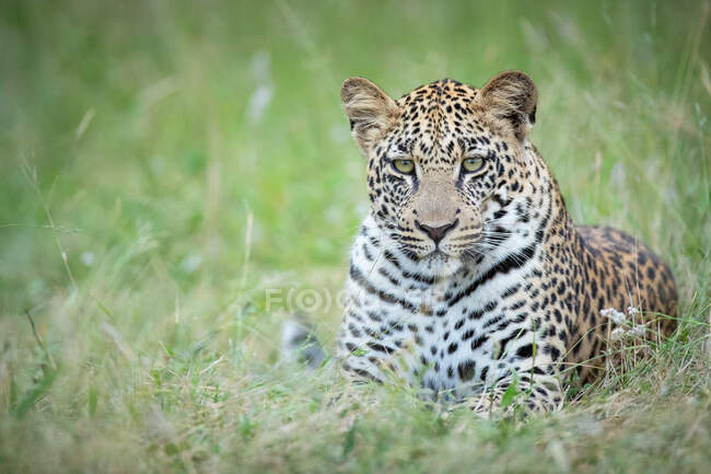 Um leopardo, Panthera pardus, deitado em grama verde, olhar direto — Fotografia de Stock