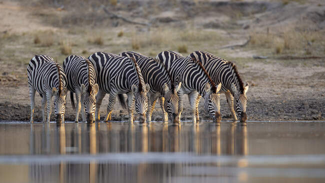 A herd of zebras, Equus quagga, drinking together at waterhole — Stock Photo