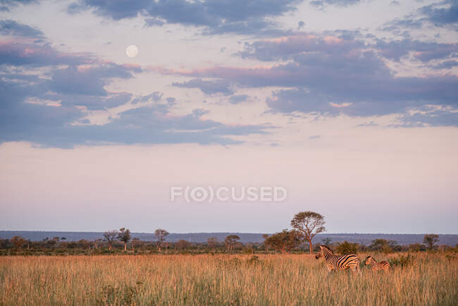 Uma zebra e potro, Equus quagga, juntos ao pôr-do-sol, lua cheia no céu — Fotografia de Stock