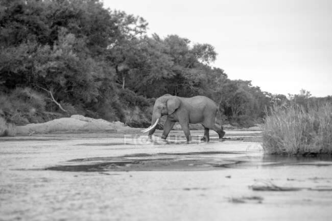 Un elefante che attraversa un letto di fiume in bianco e nero. — Foto stock