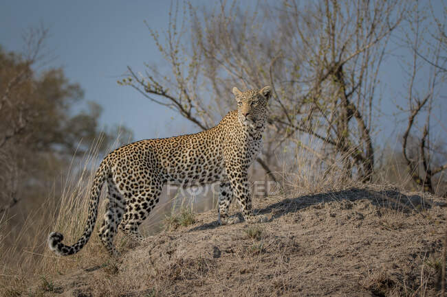 Un leopardo, Panthera pardus, caminando por un montículo de termitas, mirando fuera de marco, vegetación seca. - foto de stock