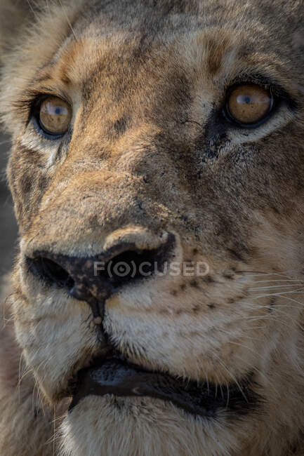 O rosto de um leão macho, Panthera leo, olhando para fora da moldura. — Fotografia de Stock