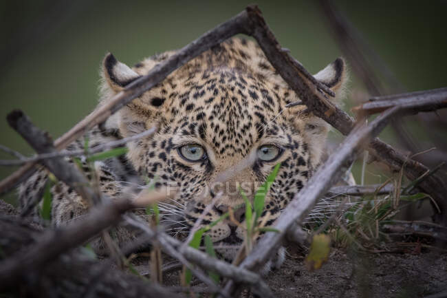A leopard, Panthera pards, lying on the ground, direct gaze, ears back, peering through sticks creating a natural frame. — Stock Photo