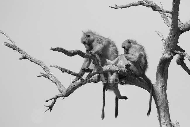 Два бабуїни чаками, Papio ursinus, сидять на мертвому дереві в чорно - білому. — стокове фото