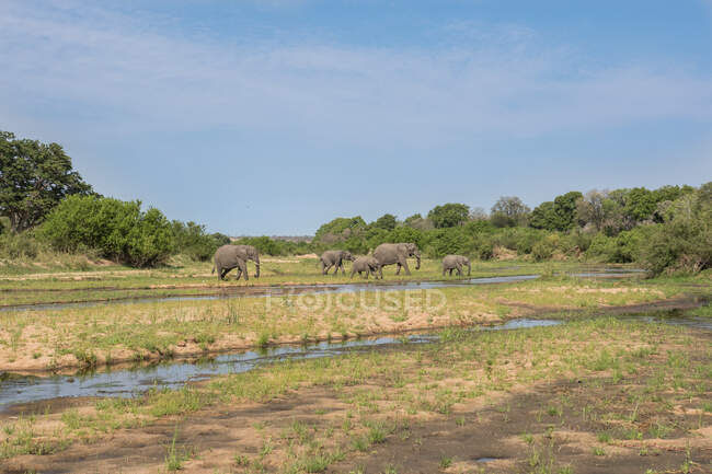 Una manada de elefantes, Loxodonta africana, caminando a través de un río, cielo azul y fondo verde. - foto de stock