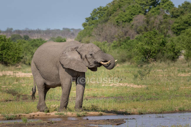Um elefante, Loxodonta africana, bebendo água da borda do rio. Tronco na boca. — Fotografia de Stock