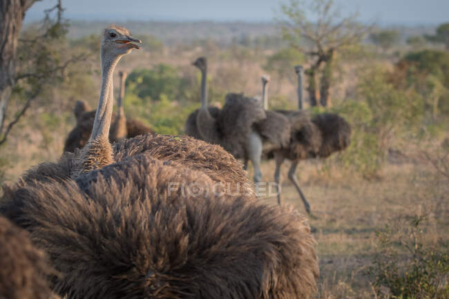 Una familia de avestruces, Struthio camelus, de pie juntos en un claro. - foto de stock
