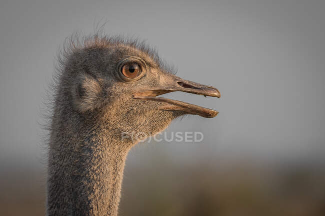 Голова страуса, Strutio camel, бічний профіль, рот відкритий . — стокове фото