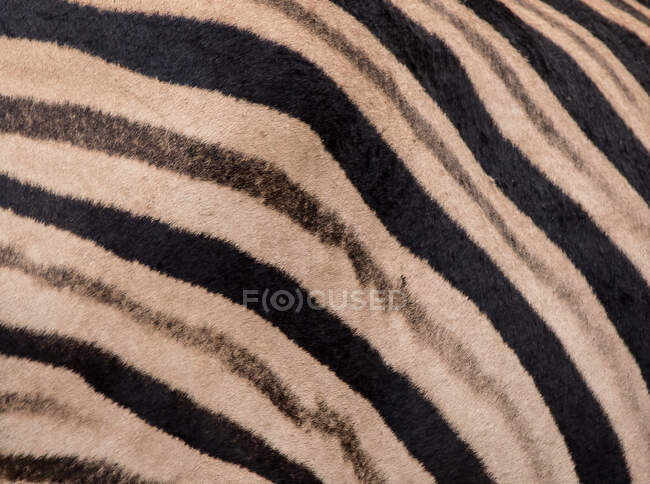 Смуги зебри, Equus quagga. — стокове фото