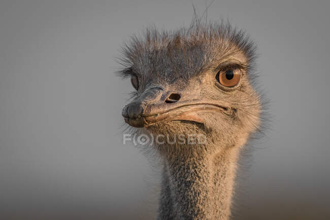 La testa di uno struzzo, Struthio camelus, guardando oltre la macchina fotografica, sfondo sfocato. — Foto stock