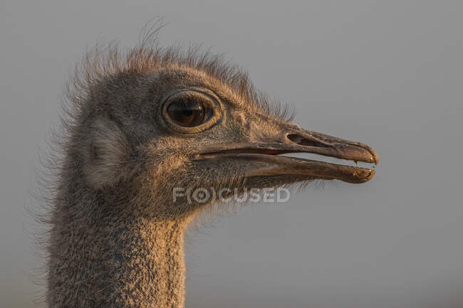 La testa di uno struzzo, Struthio camelus, profilo laterale. — Foto stock