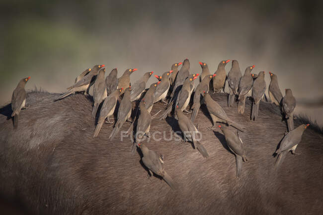 Uno stormo di bufali rossi, Buphagus erythrorhynchus, in piedi sul retro di un bufallo, Syncerus caffer — Foto stock