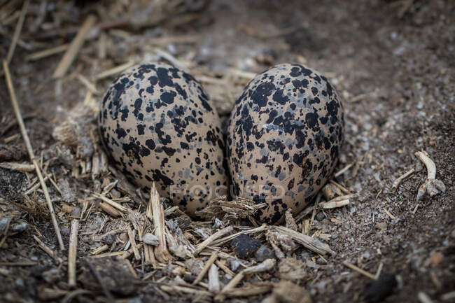 Dois ovos em um ninho no chão — Fotografia de Stock