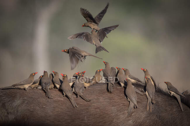 A flock of red billed oxpeckers, Buphagus erythrorhynchus, standing on the back of and fly off a bufallo, Syncerus caffer — Stock Photo