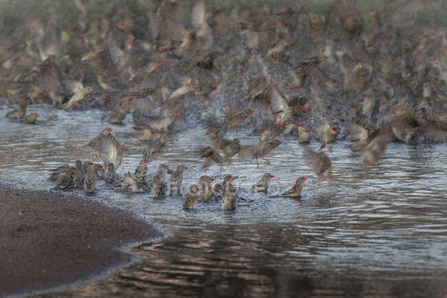 Ein Schwarm Rotschnabelquelea, Quelea quelea, fliegt aus flachem Wasser — Stockfoto