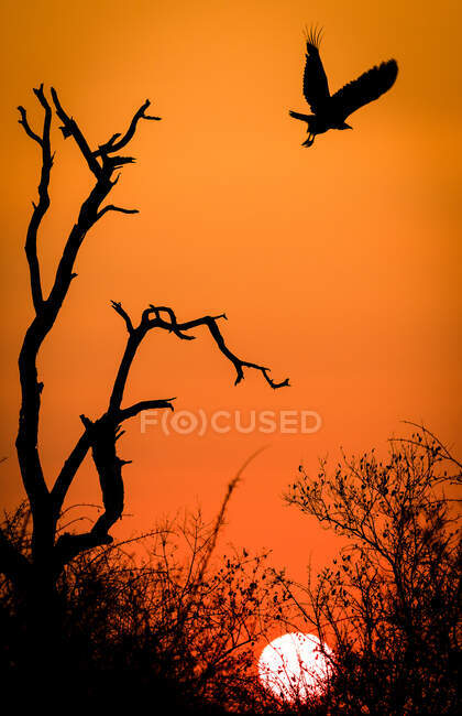 The silhoutte of a hooded vulture, Necrosyrtes monachus, at sunset flying from a dead tree — Stock Photo