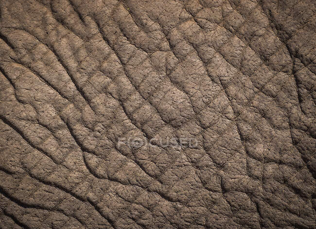 A pele texturizada de um elefante, Loxodonta africana — Fotografia de Stock