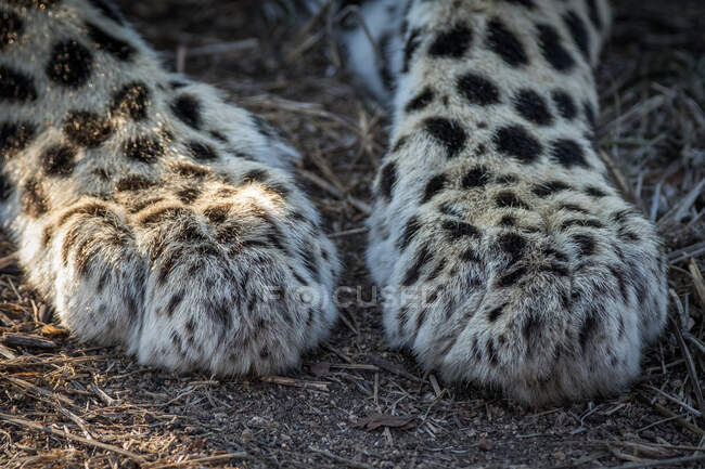 Лапи леопарда, Panthera pardus. — стокове фото