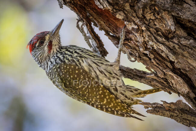A golden tailed woodpecker, Campethera abingoni, clinging to the trunk of a tree — Stock Photo