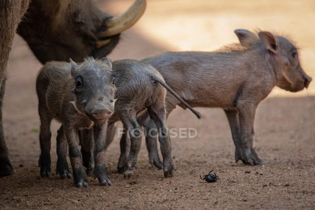 Ein Warzenschweinweibchen, Phacochoerus africanus, und ihre Ferkel stehen zusammen — Stockfoto