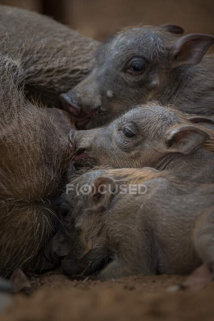 Leitões Warthog, Phacochoerus africanus, lactantes da mãe — Fotografia de Stock