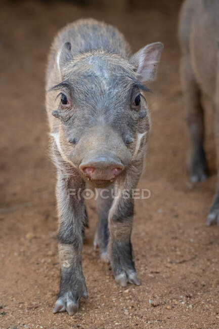 A warthog piglet, Phacochoerus africanus — Stock Photo