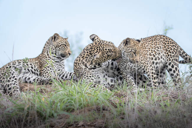 Una leopardo hembra, Panthera pardus, y sus dos cachorros se preparan en un montículo de termitas - foto de stock