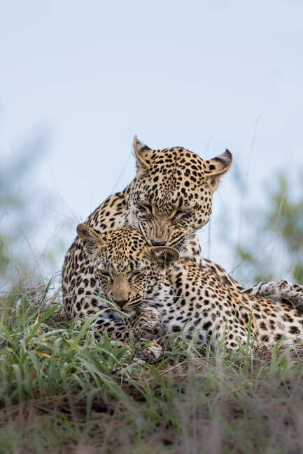 Un leopardo femmina, Panthera pardus, che accudisce il suo cucciolo su un termitaio — Foto stock