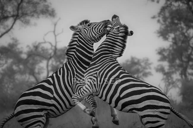 Two zebras, Equus quagga, raising up on their hind legs and fighting, in black and white — Stock Photo