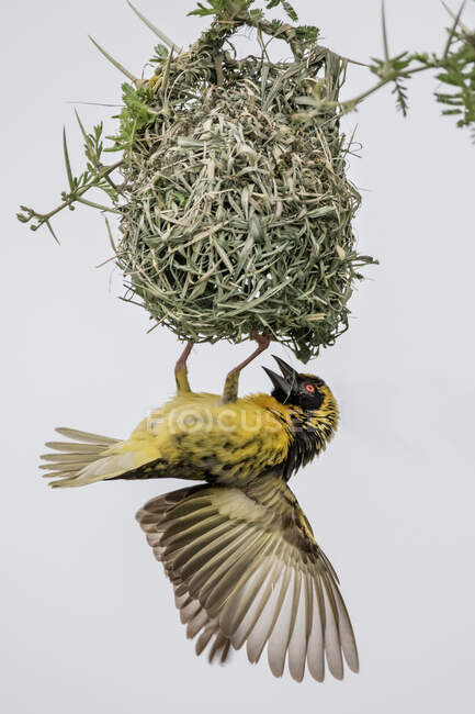 Um tecelão da aldeia, Ploceus cucullatus, pendurado em seu ninho — Fotografia de Stock