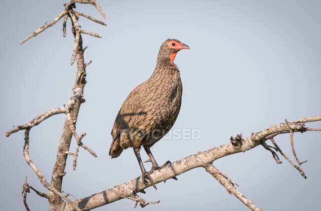 Uma ave de rapina, Pternistis swainsonii, de pé numa árvore morta — Fotografia de Stock
