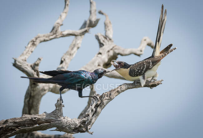 A glossy starling, Lamprotornis nitens, feeding a cuckoo — Stock Photo