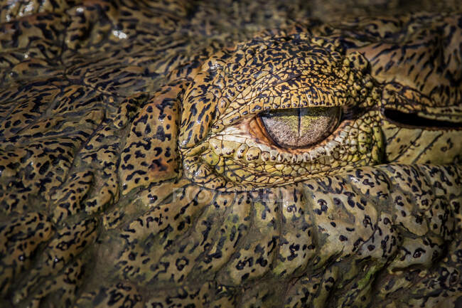 Око крокодила, Крокодила нілотикуса. — стокове фото