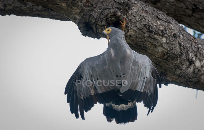 Африканський harrier-hawk, Polyboroides типовий, чіпляється за дерево і звисає догори дном — стокове фото