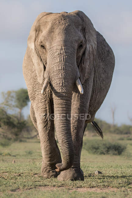 Un elefante, Loxodonta africana, caminando hacia la cámara, mirando directamente - foto de stock