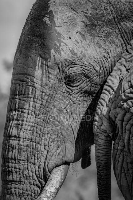 Der Kopf eines Elefanten, Loxodonta africana, schaut aus dem Rahmen, schwarz-weiß — Stockfoto
