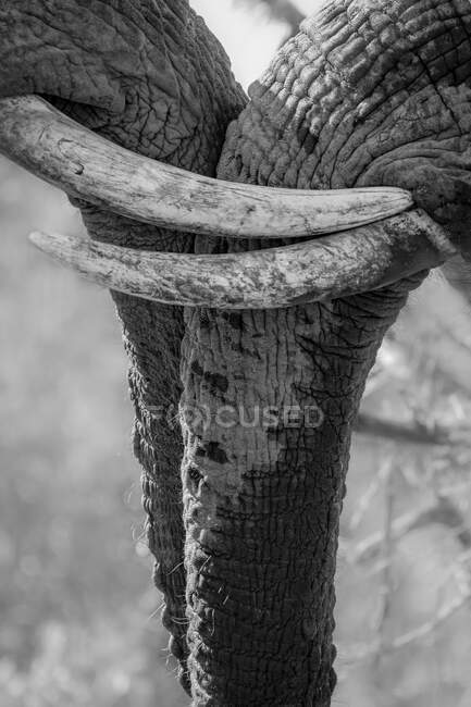 Two elephant tusks, Loxodonta africana, looking out of frame, black and white, lock together, in black and white — Stock Photo