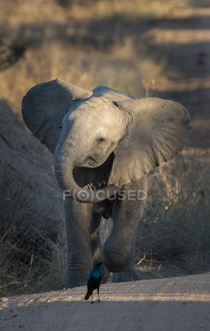 Um bezerro de elefante, Loxodonta africana, estorninho brilhante, Lamprotornis nitens — Fotografia de Stock