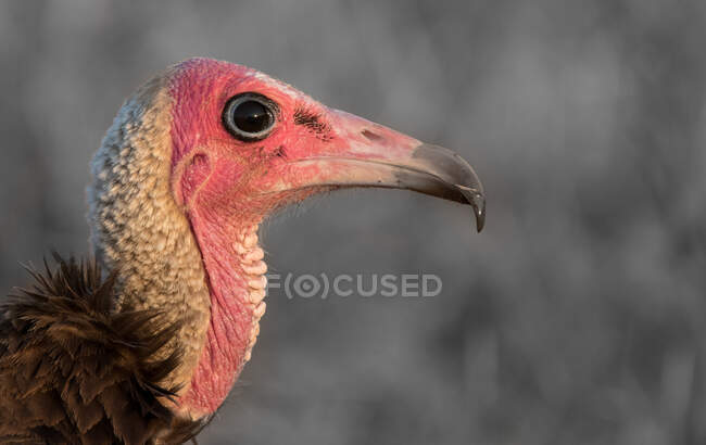 A close up of a hooded vulture, Necrosyrtes monachus — Stock Photo