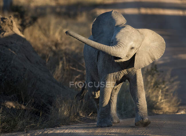 Ein Elefantenkalb, Loxodonta africana, schwingt seinen Rüssel seitlich — Stockfoto
