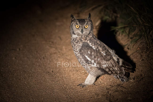 Плямистий орел (Bubo africanus) стоїть на землі вночі. — стокове фото