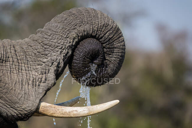 Слонячий хобот, Loxodonta africana, скручений разом з водою, що капає. — стокове фото