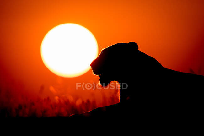 The silhouette of a lioness, Panthera leo, lying down at sunset, yellow sun background — Stock Photo