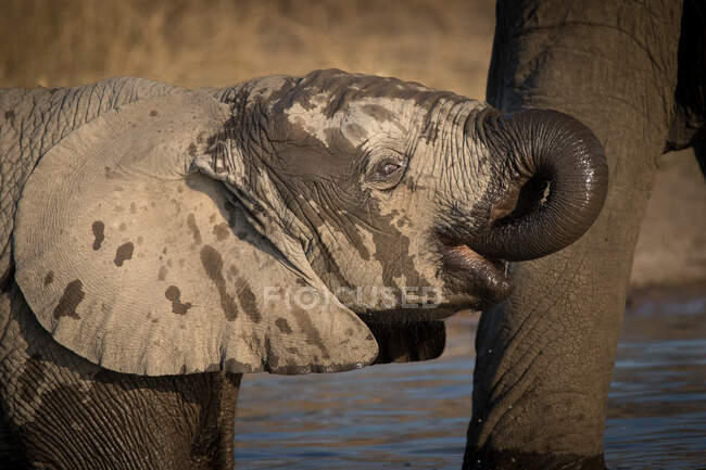 Ein Elefantenkalb, Loxodonta africana, Trinkwasser, feuchte Haut — Stockfoto
